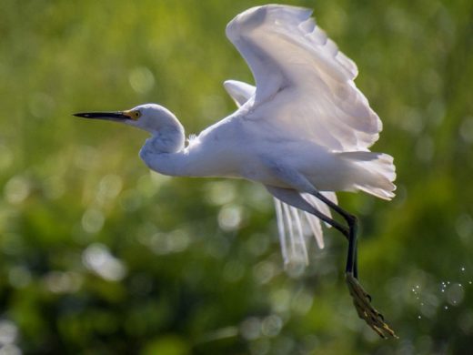 adrein-fort-3-decembre-2017-aigrette