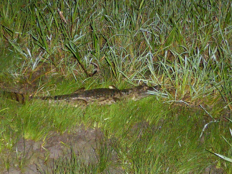 Caïman aux marais de Kaw