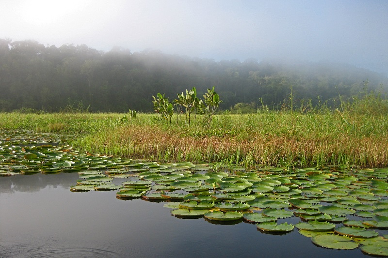 Marais de Kaw