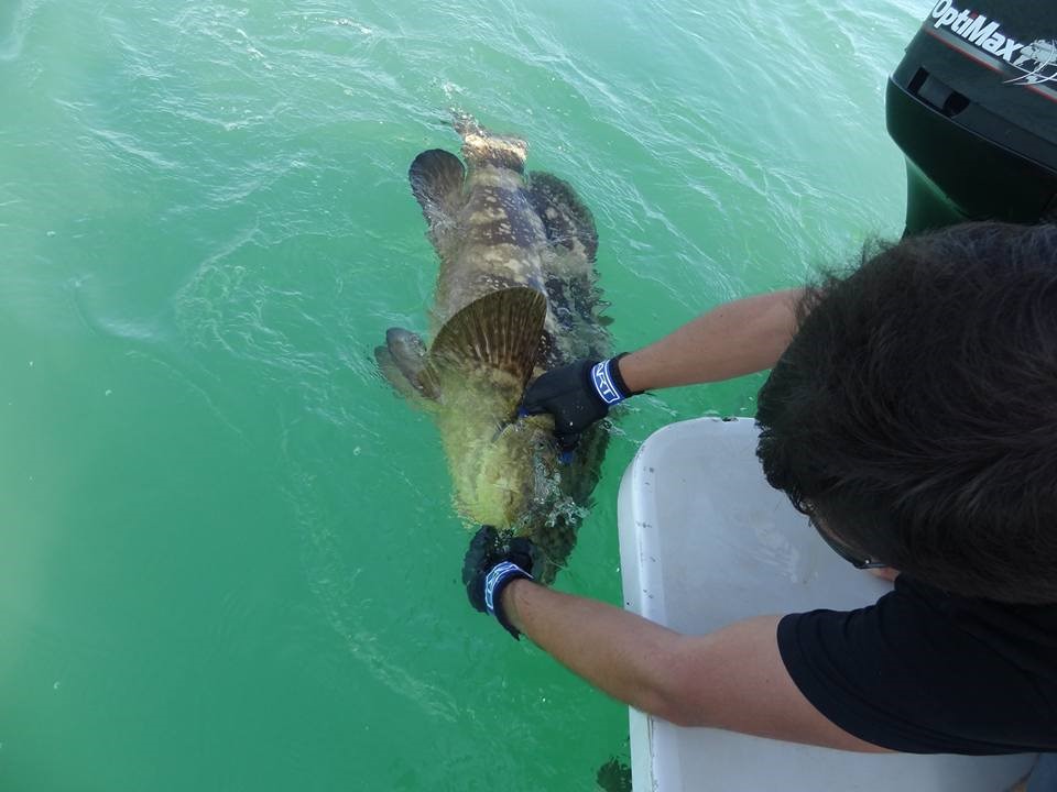 peche-sportive-guyane Pêche sportive en mer - Guyane